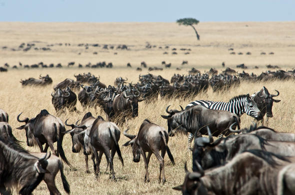 Wildebeest at Maasai Mara National Park. Photo/Courtesy