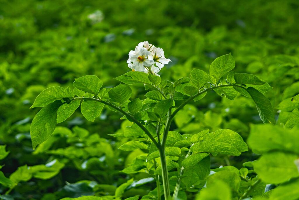 Potato plant