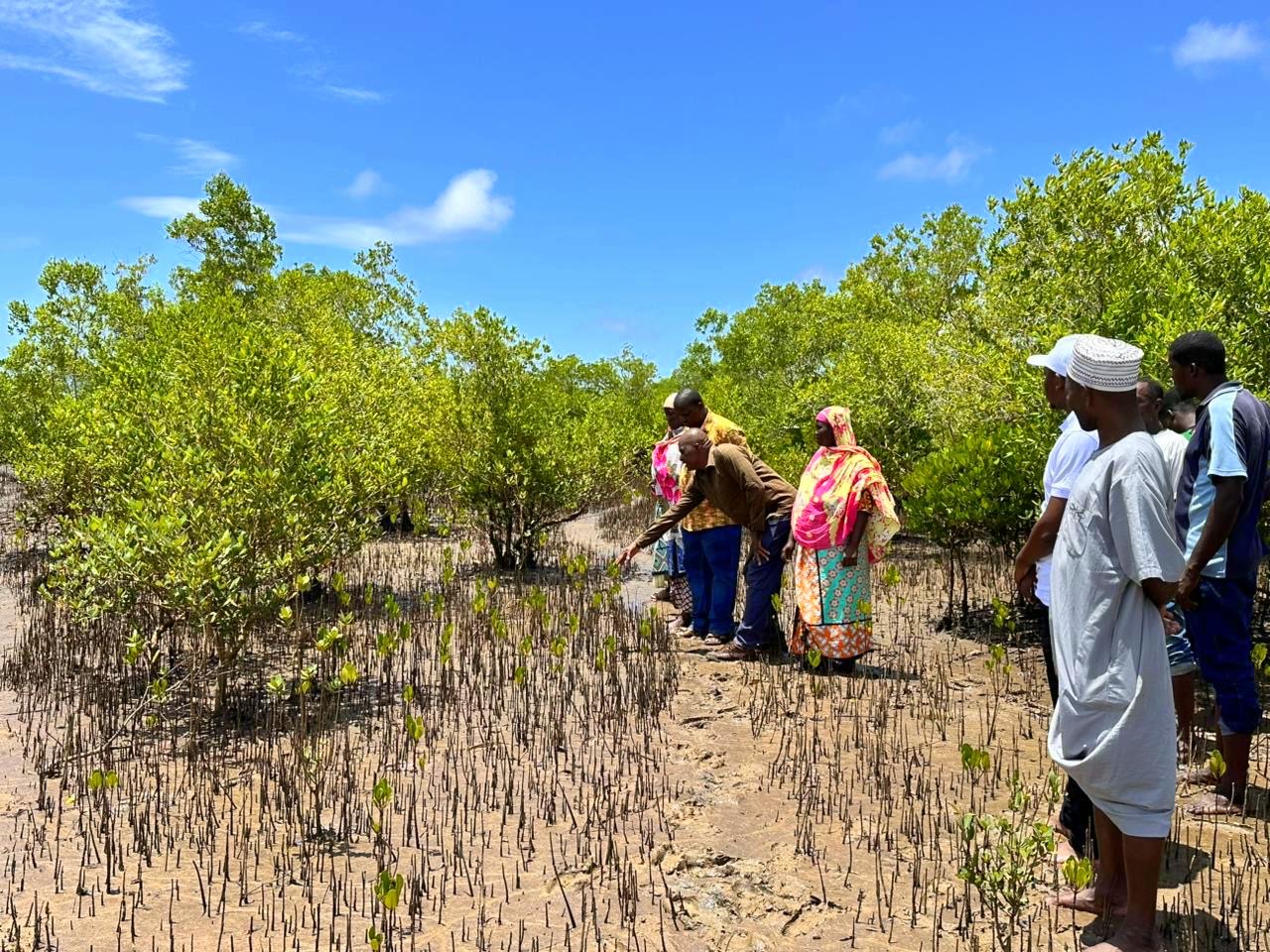 Pongwe Kidimu Forest Community Association members assess a mangrove rehabilitated section in Majoreni, Kwale County. PHOTO: CHARI SUCHE 