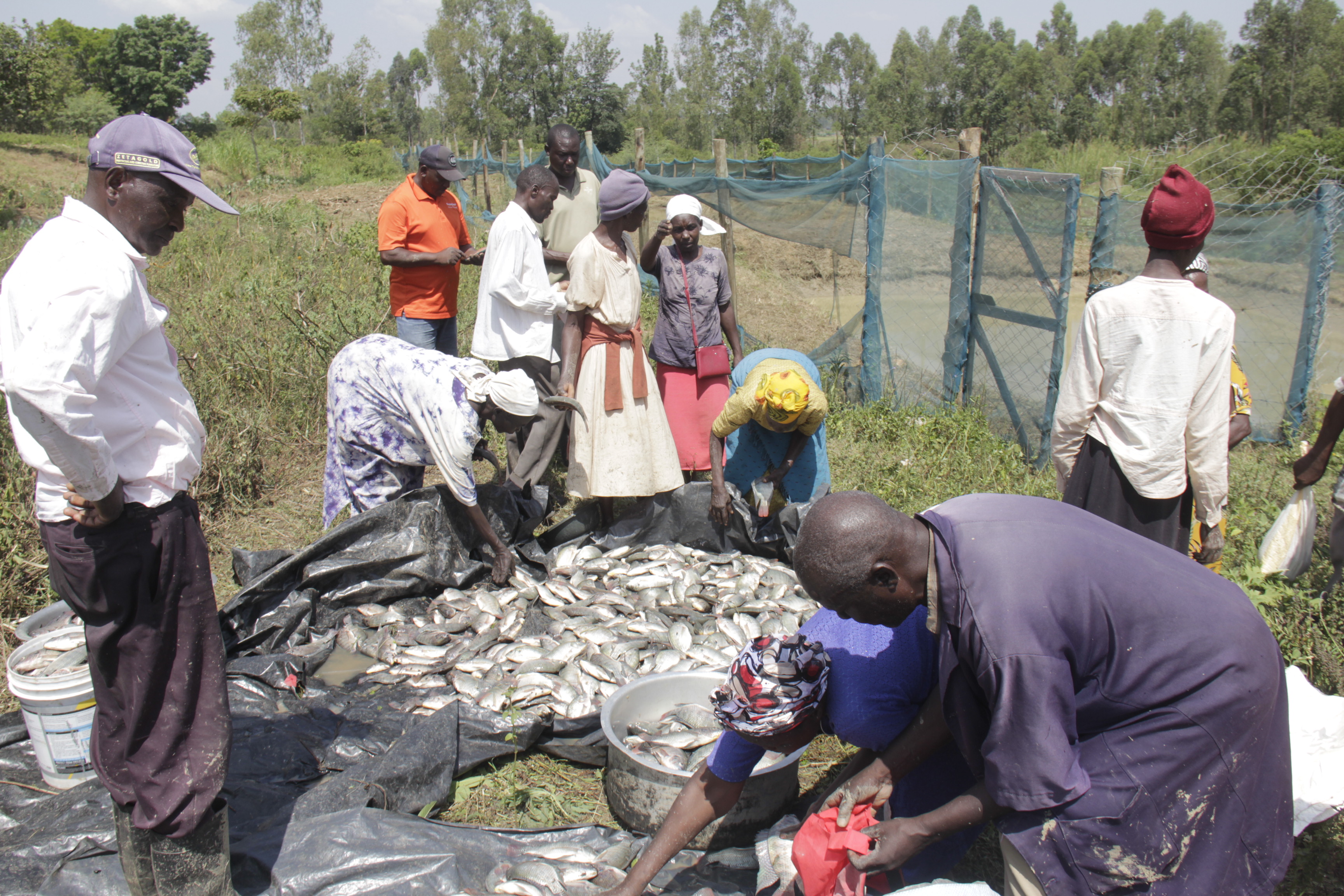 Farmers under the Namalenge irrigation project sorting their fish after harvesting. They have called on both national and county governments to support and invest in fish farming