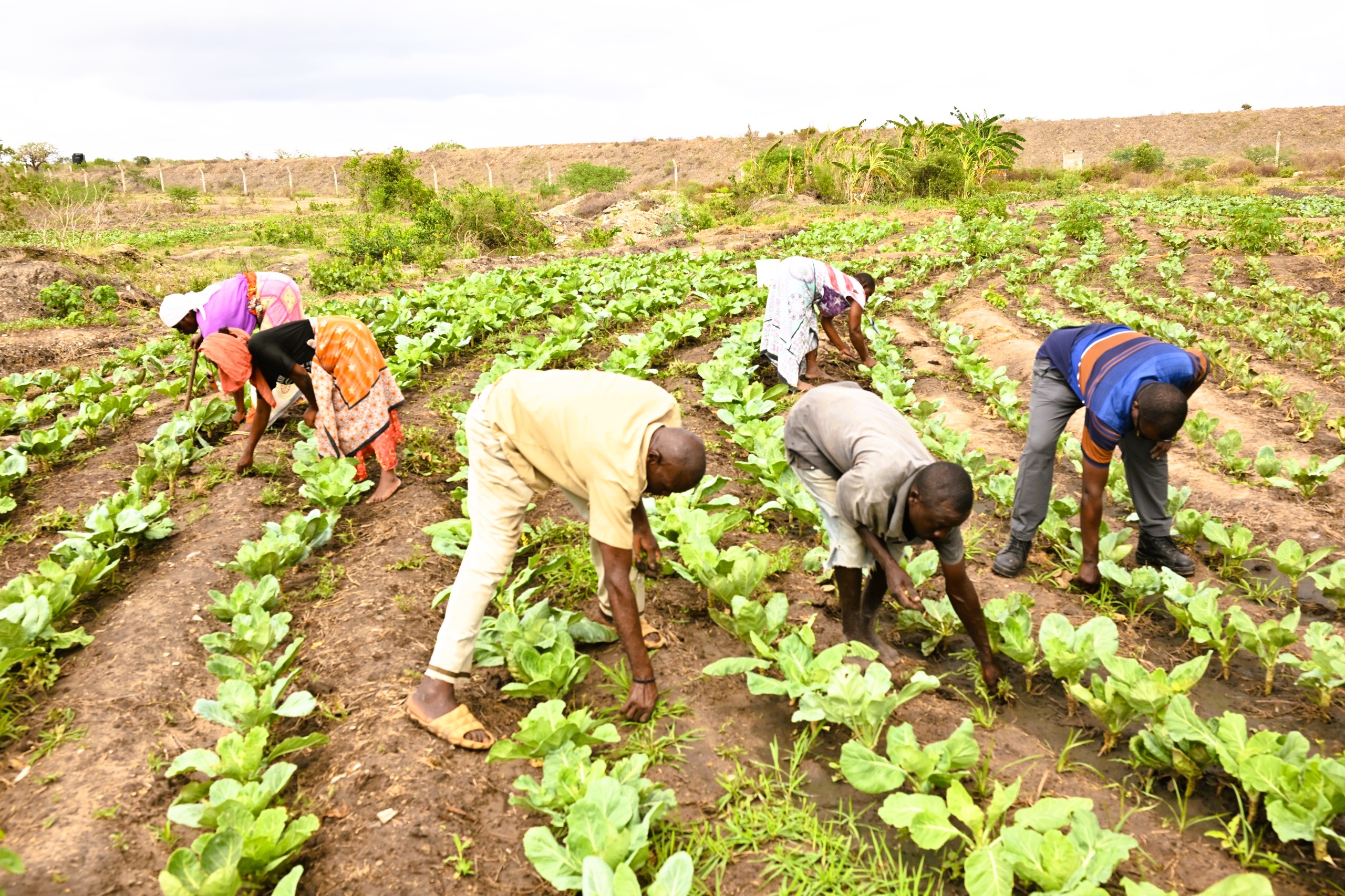 Small-scale farmers in Chikuyu irrigation group in Kasemeni Ward, Kinango sub county of Kwale improve productivity through sustainable farming methods and irrigated farming methods. Farmers say the shift to irrigation-based farming has brought benefits such as increased agricultural productivity and food and nutrition security.