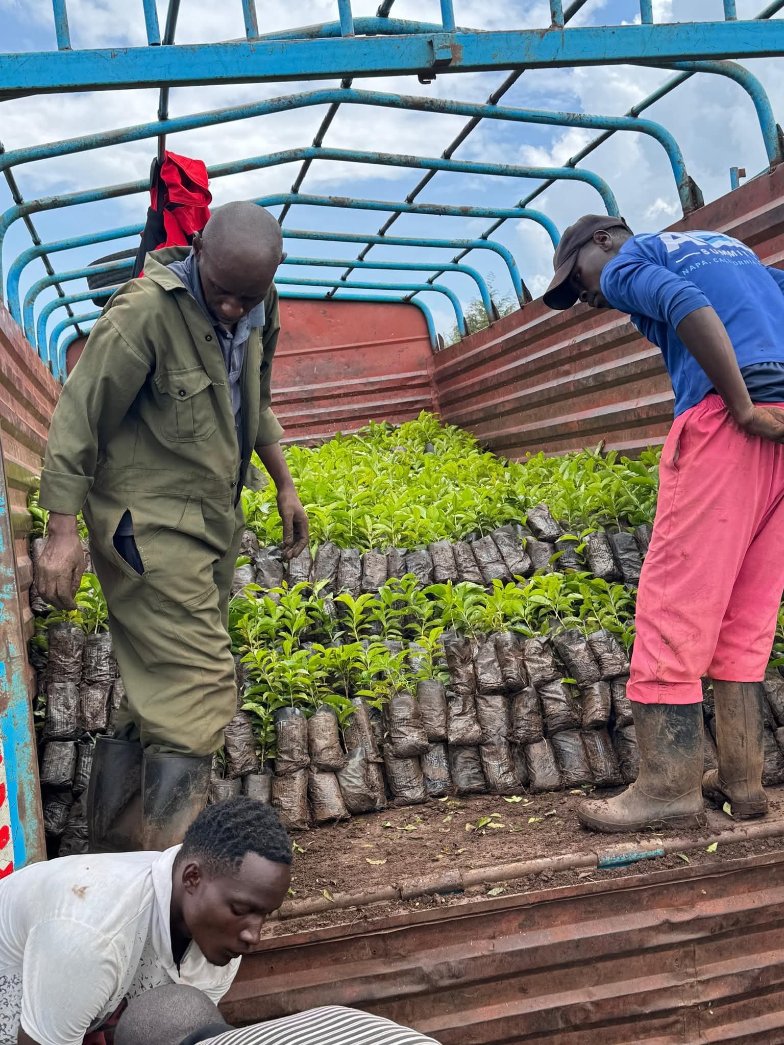 Farmers from Nandi hills Constituency display certified coffee seedlings distributed to them by ‘Kahawa na Mama’