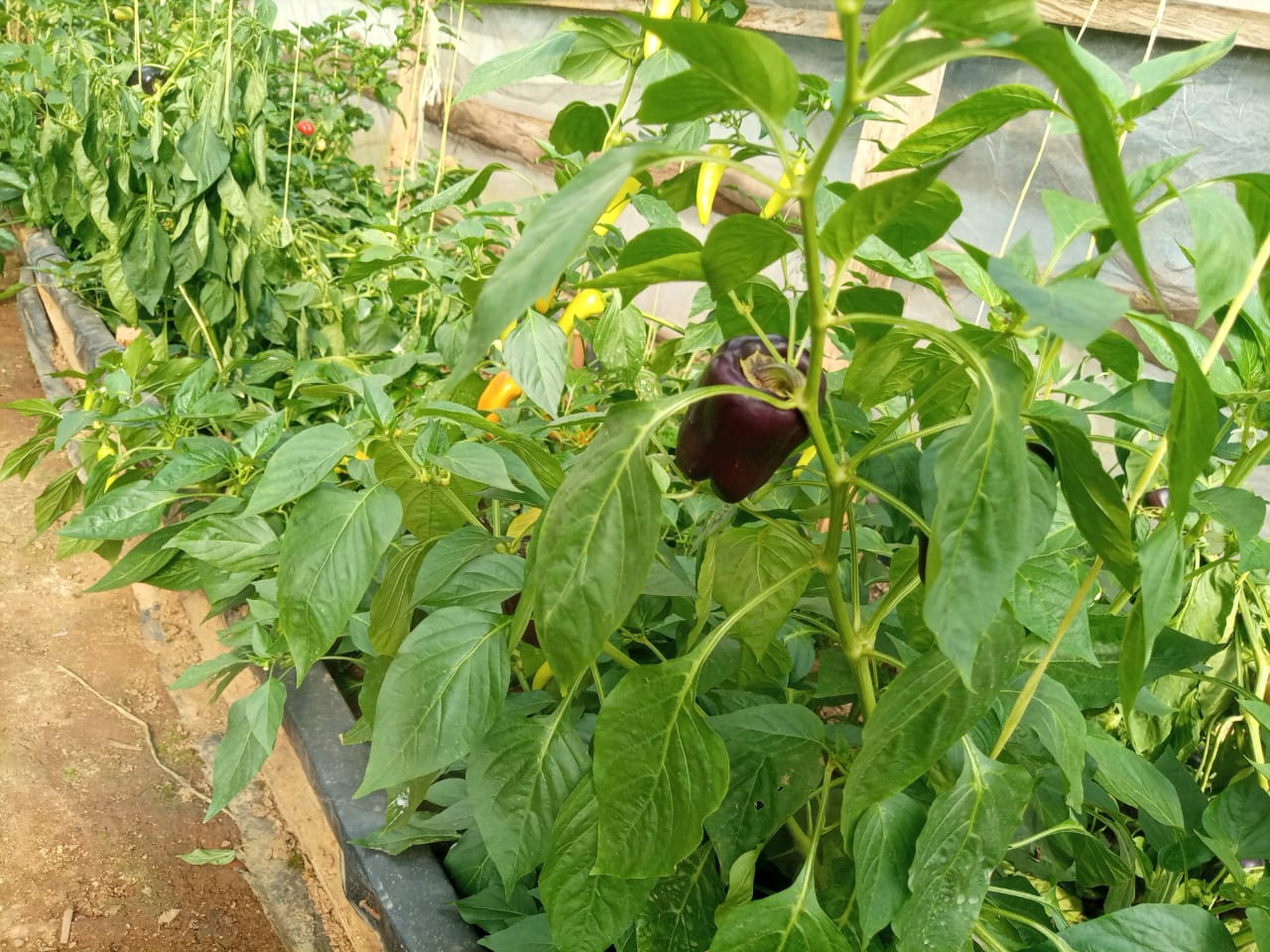 Mama Erika’s farming progress.