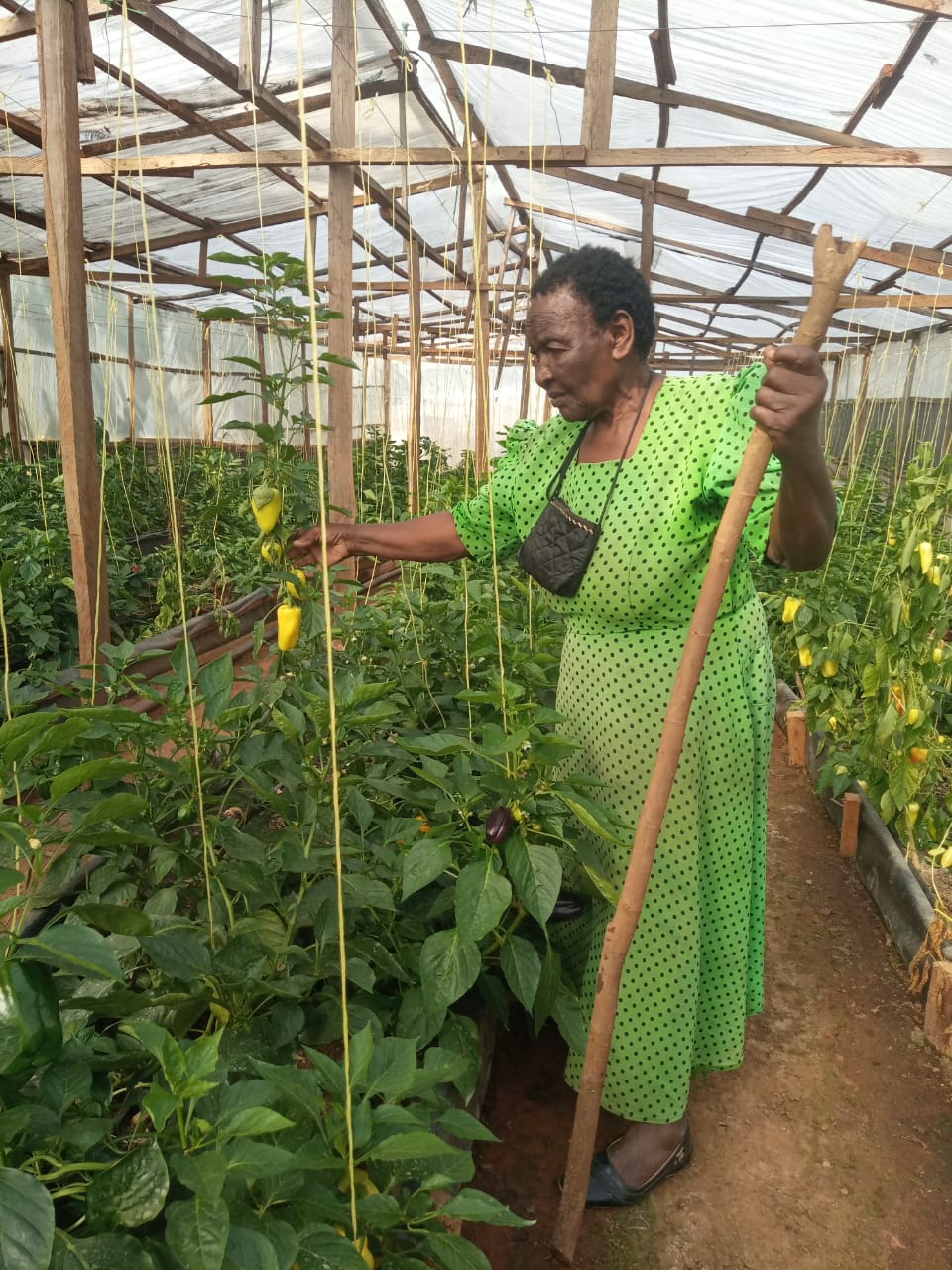 Mama Erika’s farming progress.