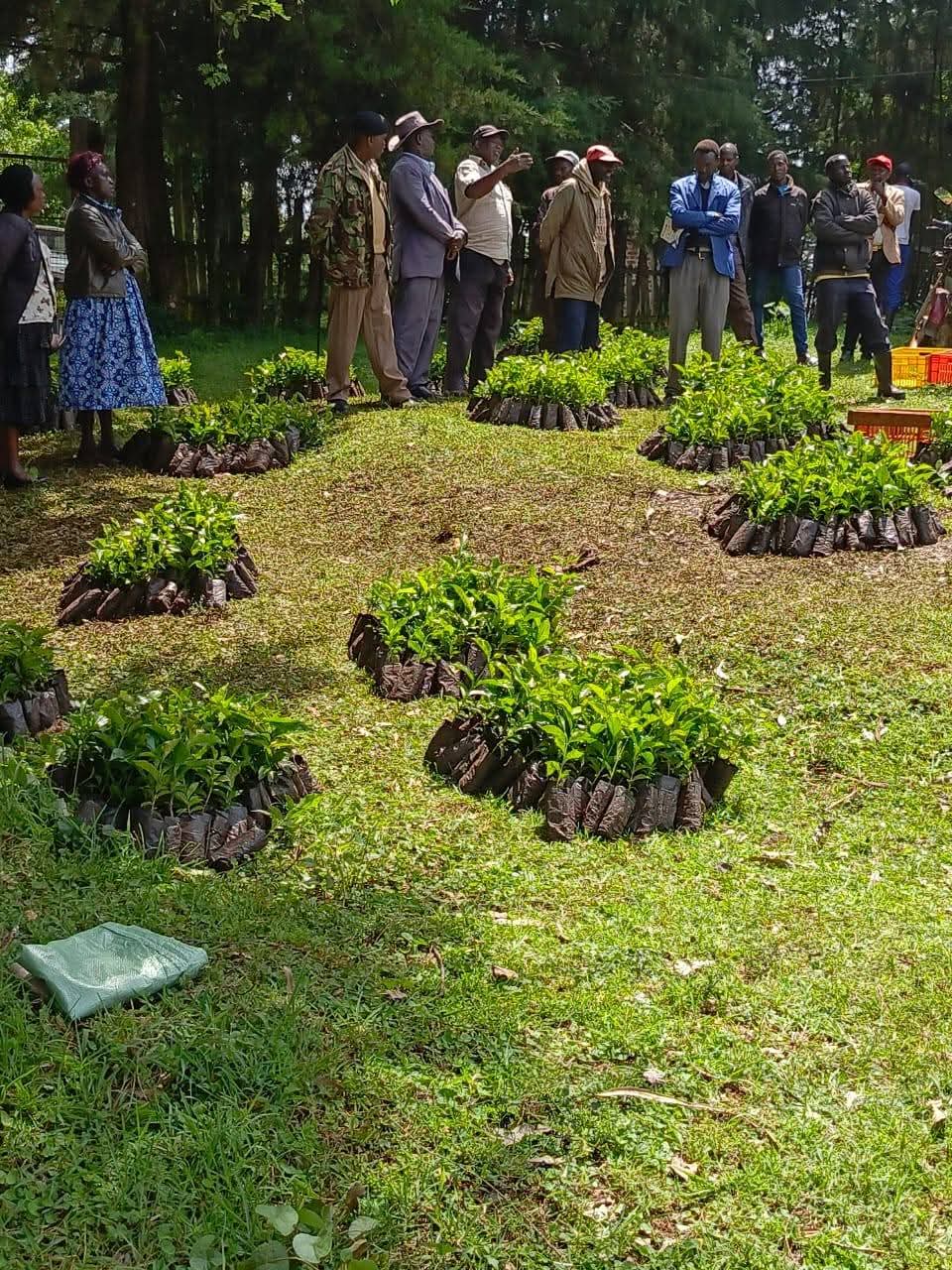 Farmers from Nandi hills Constituency display certified coffee seedlings distributed to them by ‘Kahawa na Mama’