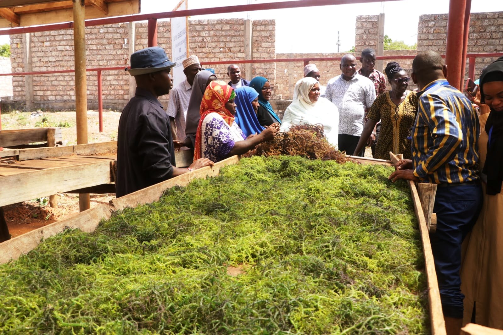 Kibuyuni seaweed farmers display harvested seaweed at the Kibuyuni seaside village in Kwale County. Seaweed found on rocky coastlines and in shallow marine waters offer a renewable source of food, energy and chemicals.
