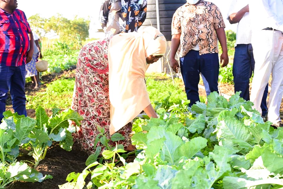   Kwale Governor Fatuma Achani inspects crops under drip irrigation during a farmer’s field day. Achani says the county government is prioritizing irrigation to boost food security.