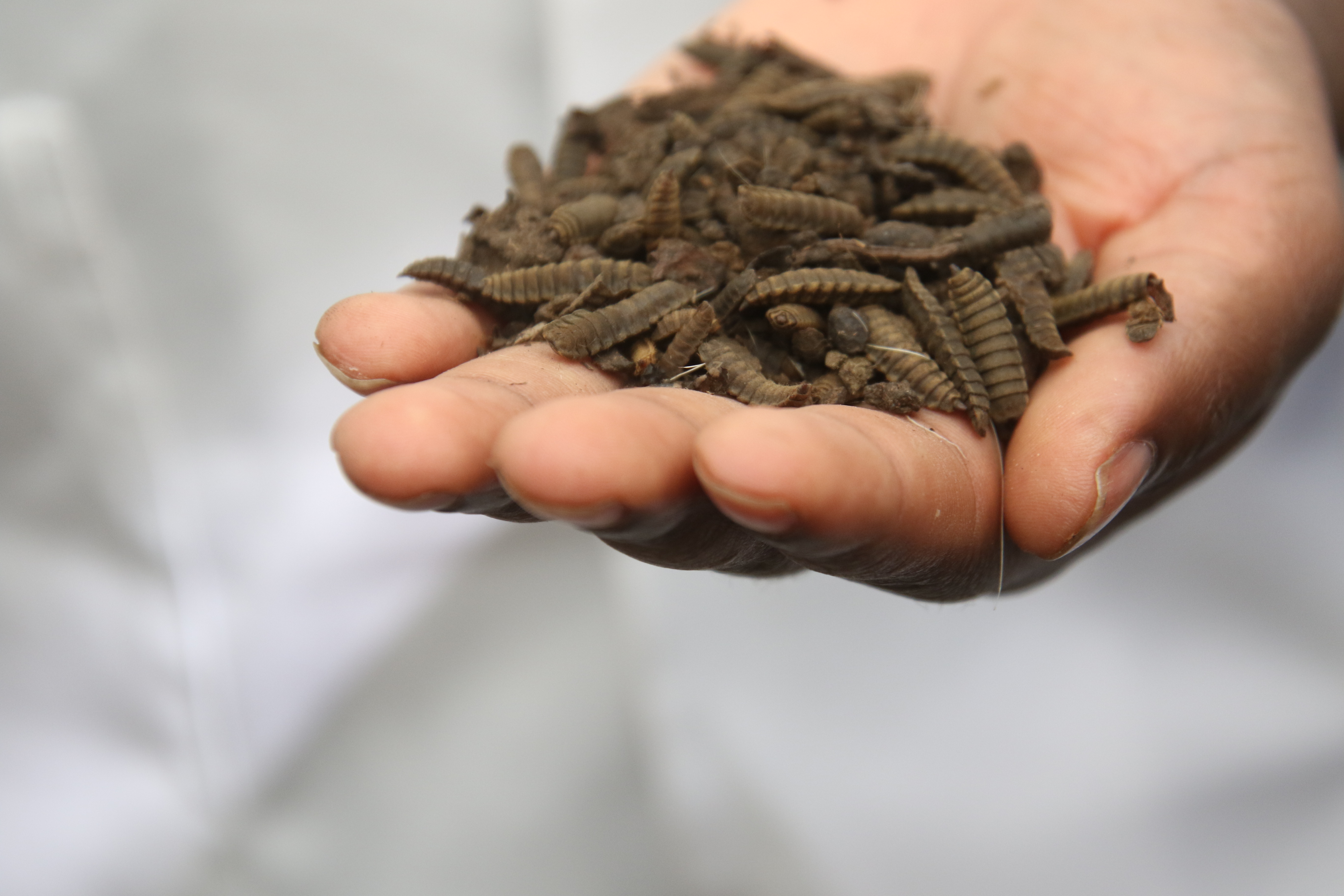  handful of the dry Black Soldier Fly larvae which can be used as an alternative fish feed 