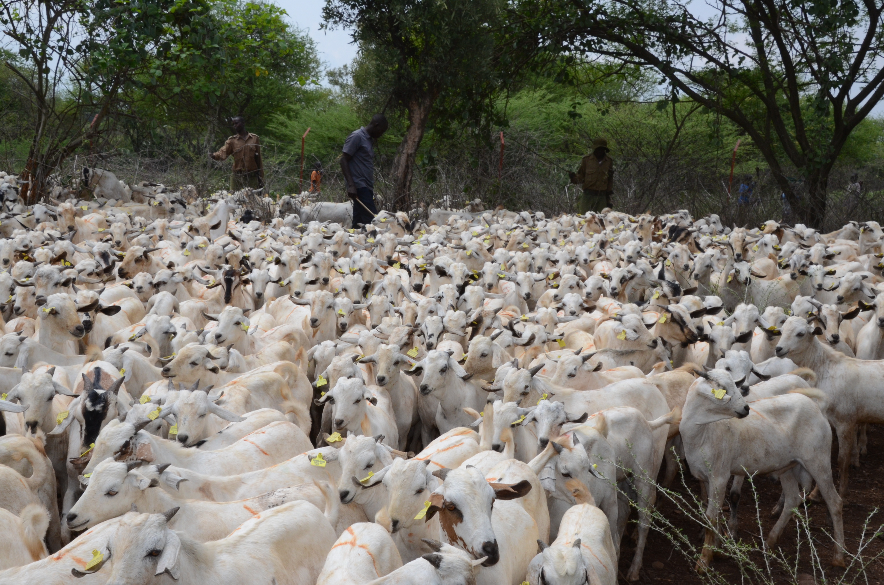 National Drought Management Authority Chief Executive Officer Hared Adan joins other Baringo leaders in distributing 500 Galla.