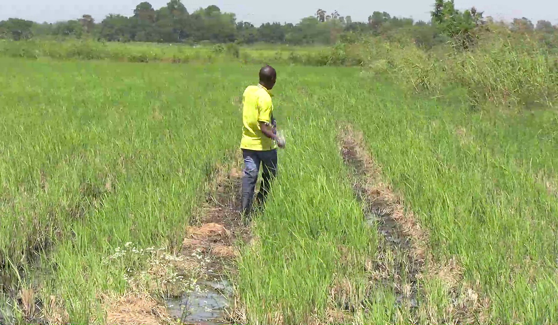 Rice farmer applying fertilizer on the farm