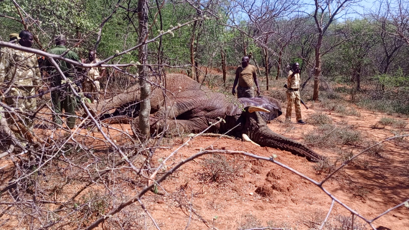 KWS officers from Machakos, Embu and a Capture Unit from Nairobi translocating ai  47-year-old elephant from Kivaa in Masinga of Machakos to Tsavo West National reserve in  Taita Taveta county after causing mayhem in farms in Kivaa Masinga. PHOTO/ ANNE KANGERO 