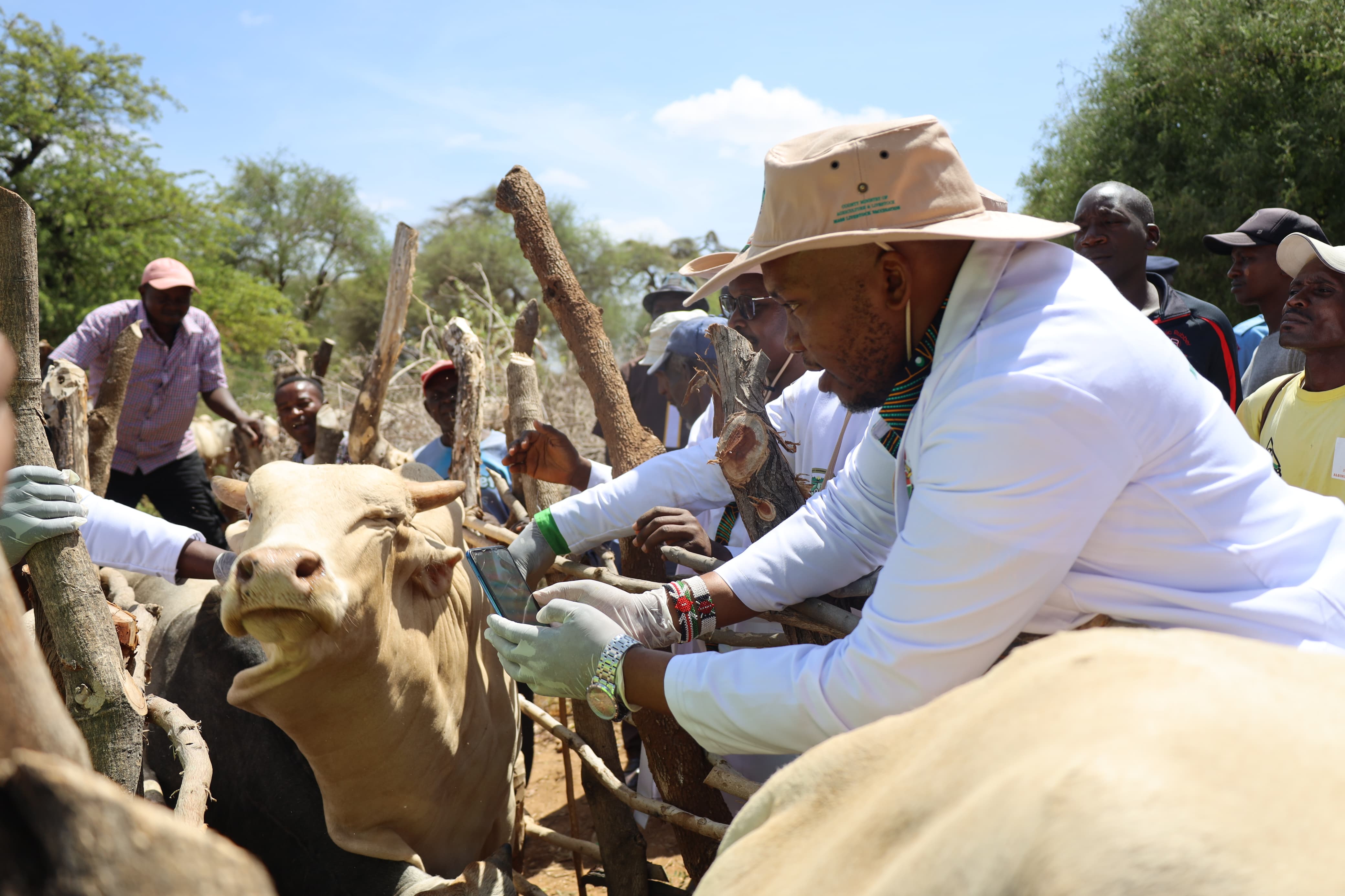 Dr. Stephen Mbaya Kimwele (R) vaccinating cattle when he presided over the launching ceremony of a Sh26 million subsidised mass livestock against foot and mouth disease under the Kitui County subsidised FMD programme.