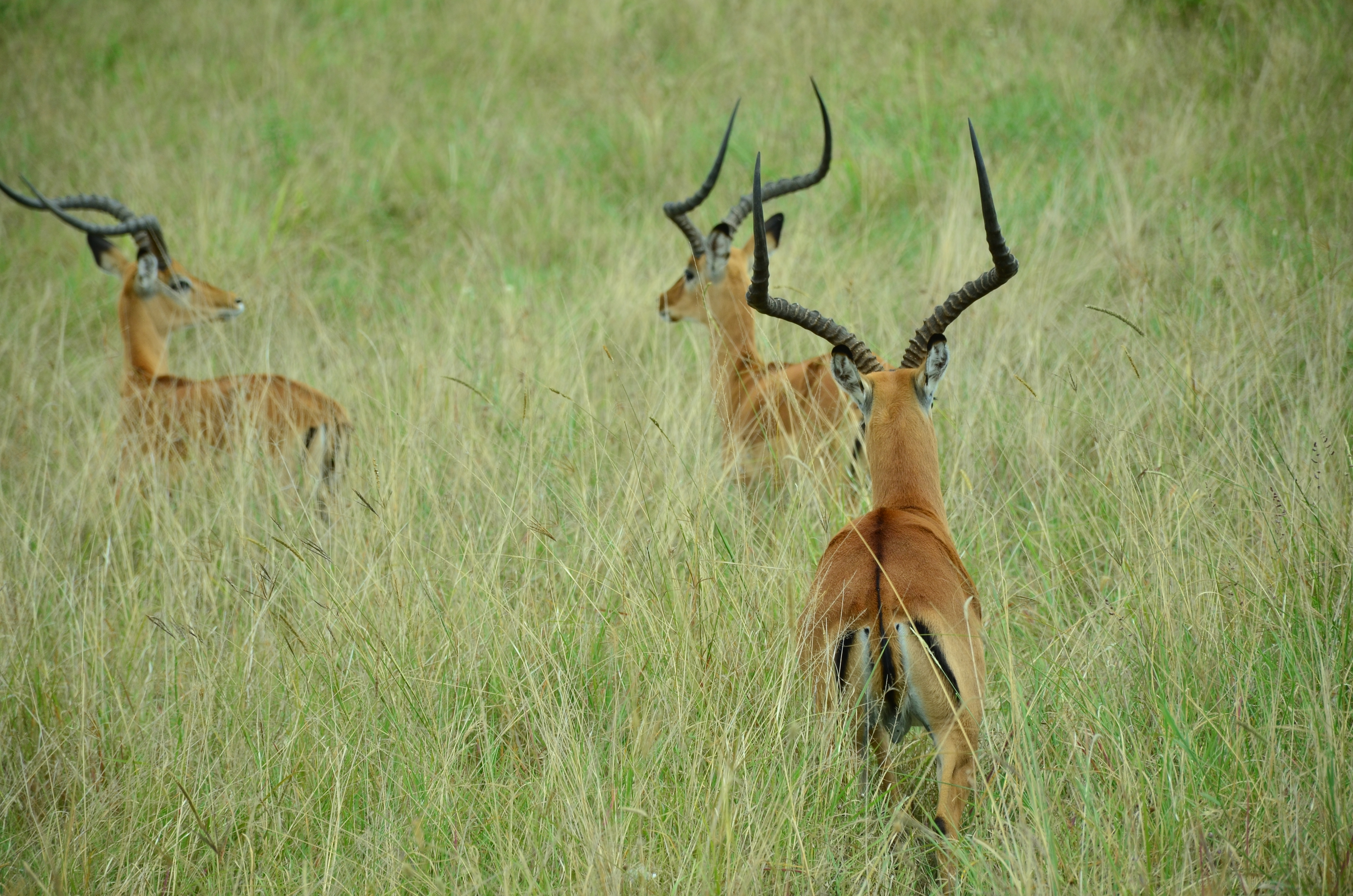 Impala at their natural habitat, Maasai Mara National Reserve.