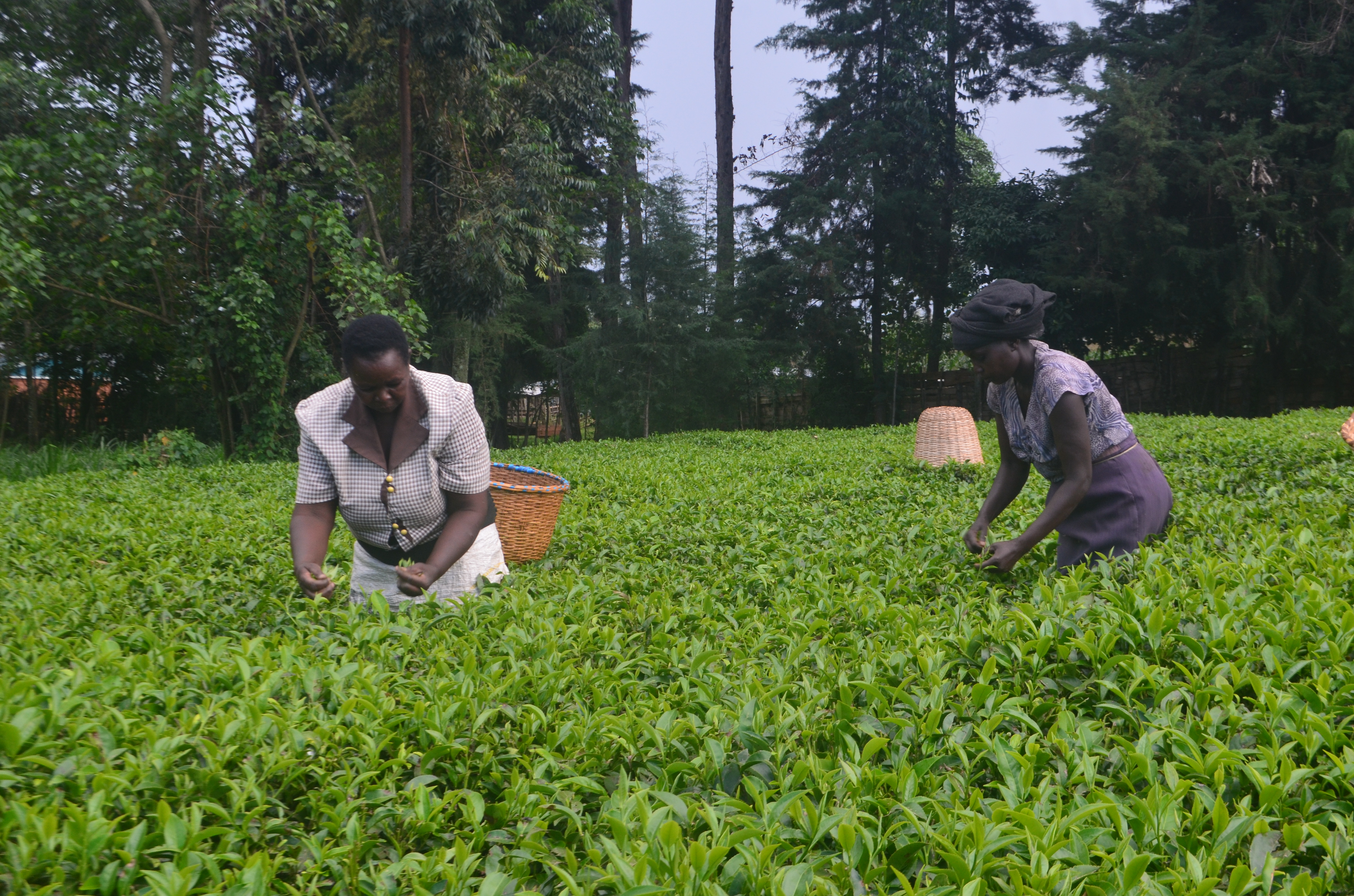 Tea picking women at Mzee  Henry Too tea farm where smallholder tea farmers from listed tea factories managed by KTDA in the West of Rift Valley region congregated for sensitization on farm management