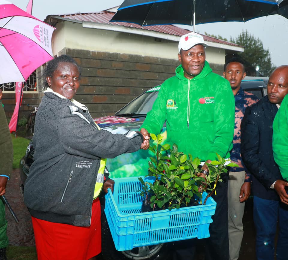 Nyandarua Governor Dr. Moses Kiarie Badilisha gives apple tree seedlings to a resident of Murungaru ward, amid a heavy downpour.