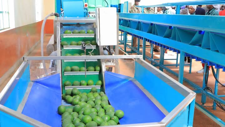 the avocado aggregation center in Kandara constituency Murang'a county. PHOTO/ Florence Kinyua.