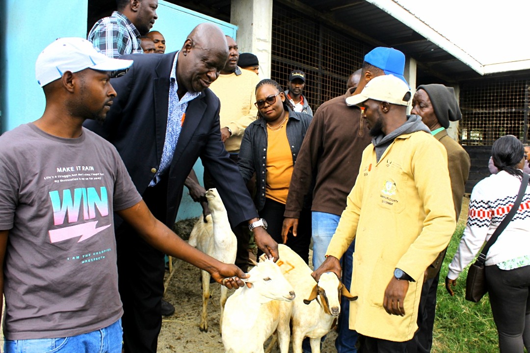 ajiado North Deputy County Commissioner Metrine Wafula and officials from the Ministry of Livestock issuing goats to the residents.