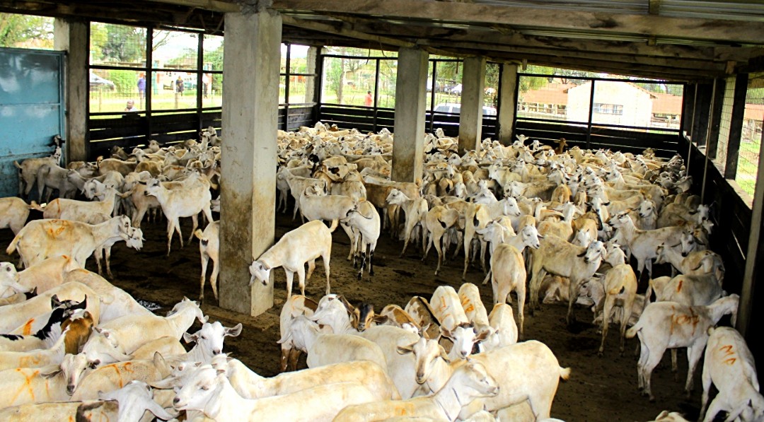 he 515 goats that were set to be distributed to the residents.