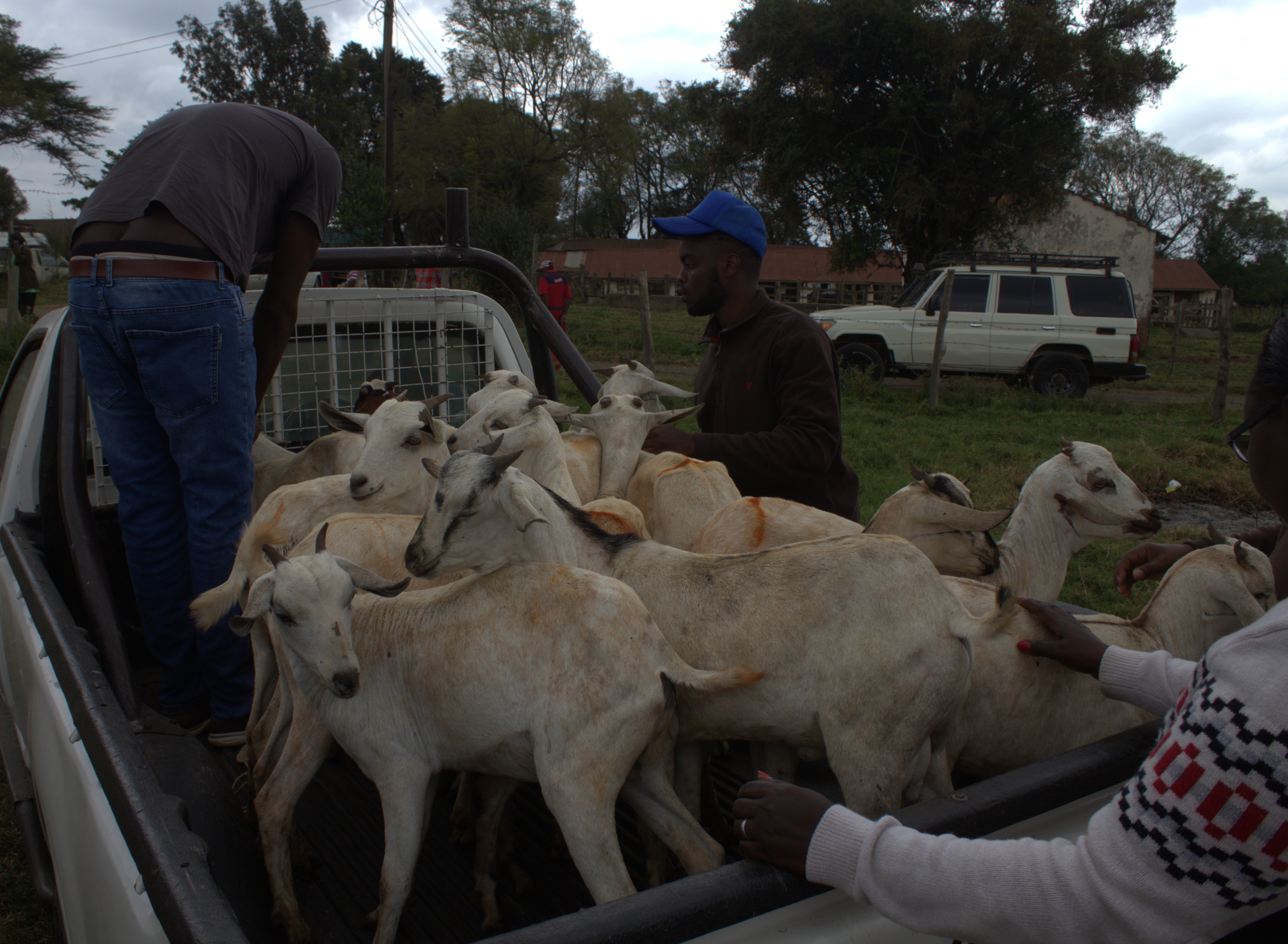 The farmers loading the goats they have received.