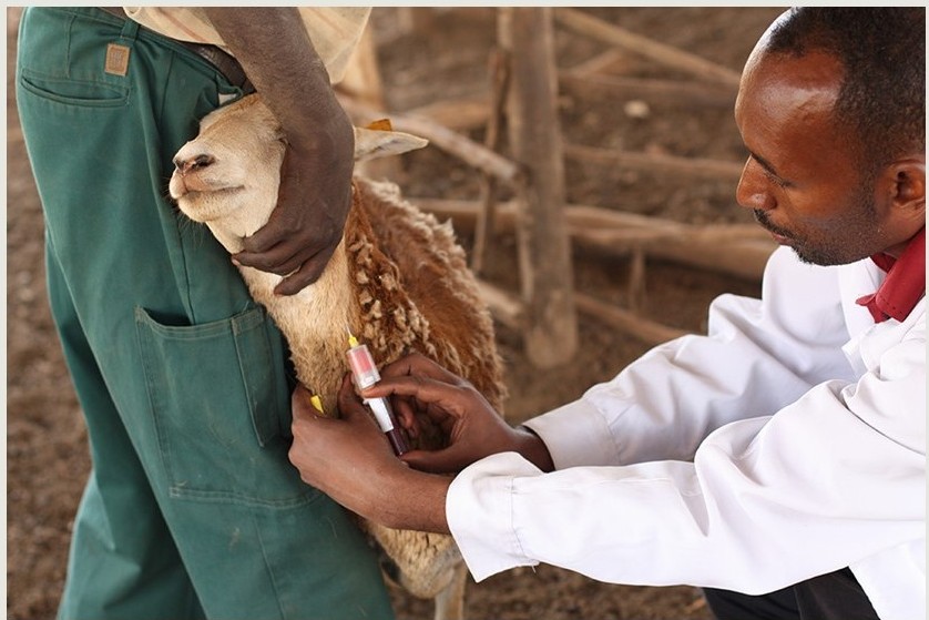  Vaccination exercise being carried out by scientist from ILRI (courtesy ILRI).