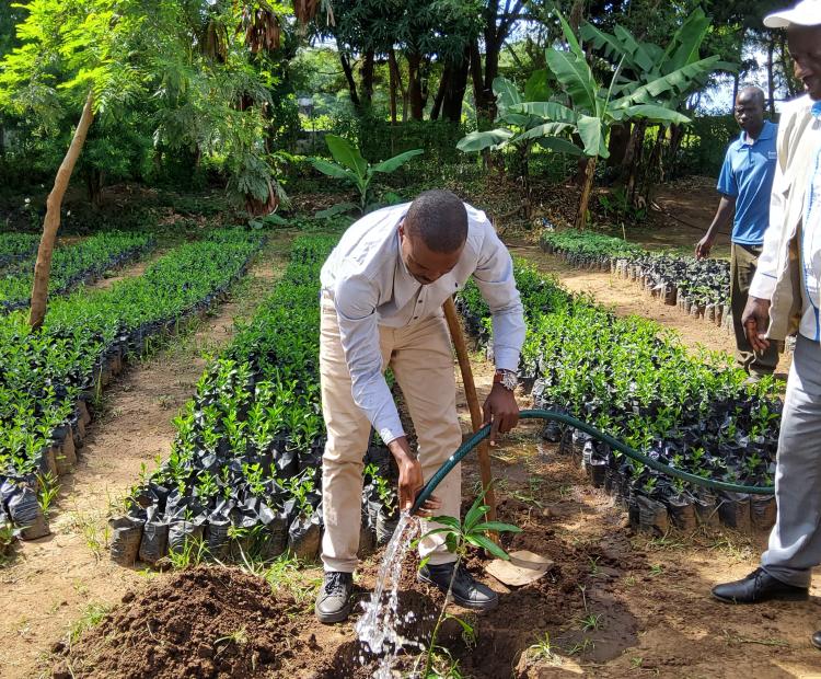 Olando Sitati, the Managing Director for the Rift Valley Region in the Office of the President's Delivery Unit watering a tree he planted during his tour of duty to Weiwei irrigation mango seedling nursery situated in Pokot Central Sub County of West Pokot County. Photo/Anthony Melly. 