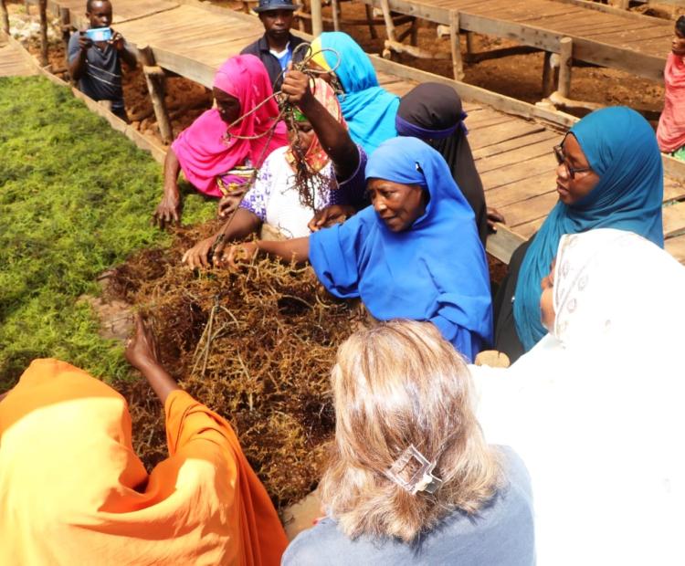 Kibuyuni seaweed farmers display harvested seaweed at the Kibuyuni seaside village in Kwale County. Seaweed found on rocky coastlines and in shallow marine waters offer a renewable source of food, energy and chemicals.