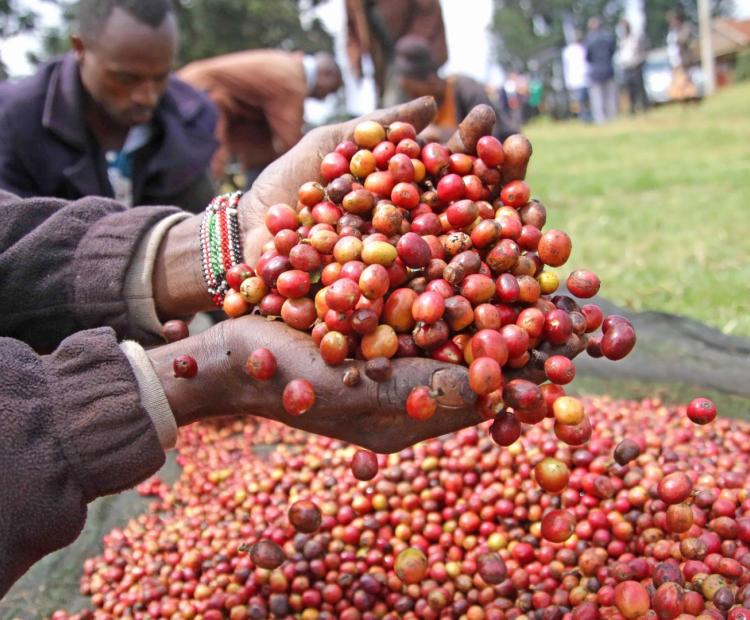 Coffee beans. Over 800,000 small scale farmers grow coffee in Kenya.