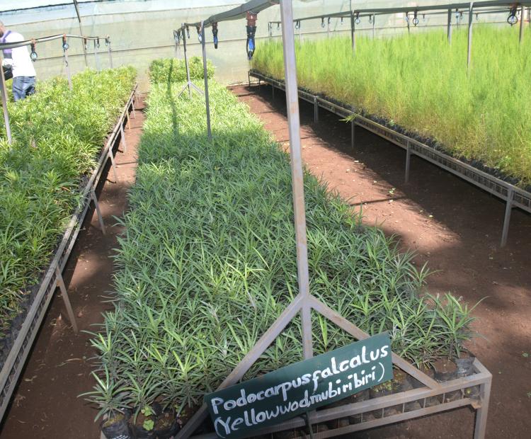 A section of the model tree nursery established at Meru forest station. (Photos by Dickson Mwiti)