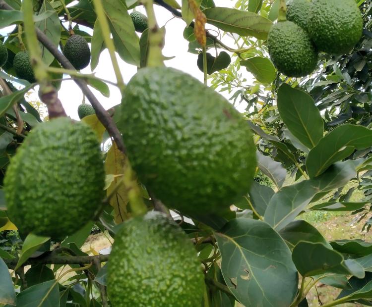 Avocado, some of the horticultural produce from Kenya.