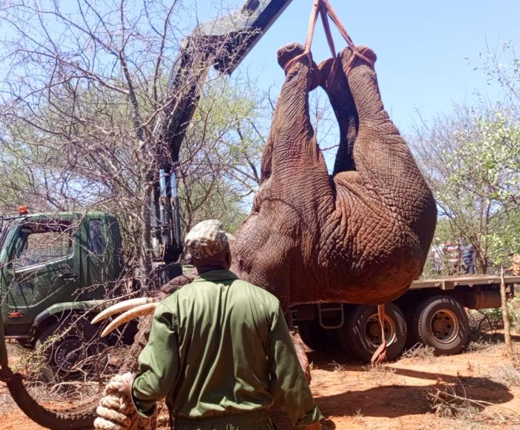 KWS officers from Machakos, Embu and a Capture Unit from Nairobi translocating ai  47-year-old elephant from Kivaa in Masinga of Machakos to Tsavo West National reserve in  Taita Taveta county after causing mayhem in farms in Kivaa Masinga. PHOTO/ ANNE KANGERO 