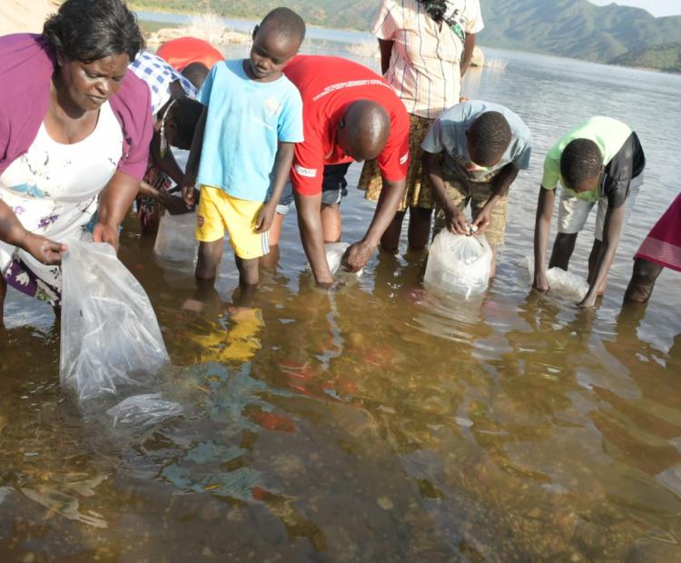 The government has restocked Turkwel dam with 80,000 Tilapia fingerlings in a bid to replenish the dwindling fish stock with an aim to sustain the fishery as a vital source of livelihood. PHOTO/ANTHONY MELLY