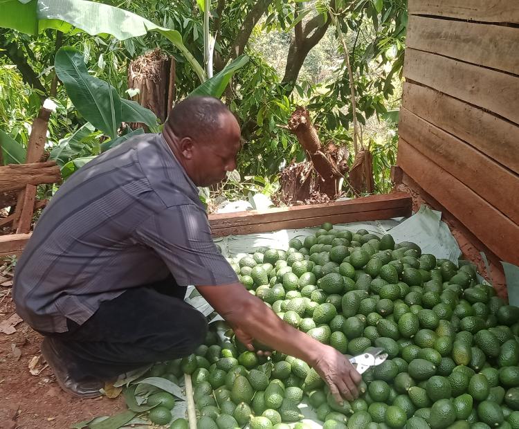 Wilson Nduati, a farmer and a member of the MAVOC union sorts avocados at his farm in Mugoiri, Murang’a County. PHOTO/ Florence Kinyua.