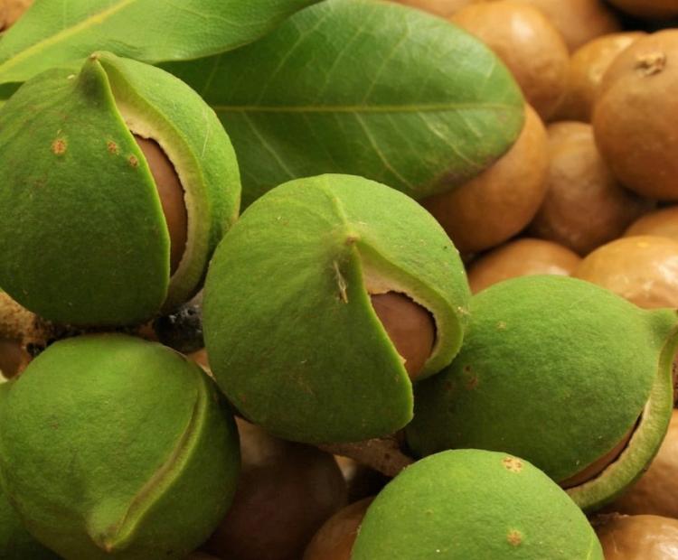 Photo. Raw macadamia.