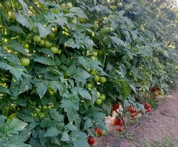 Tomatoes growing on Catherine’s farm in Kaplangau village