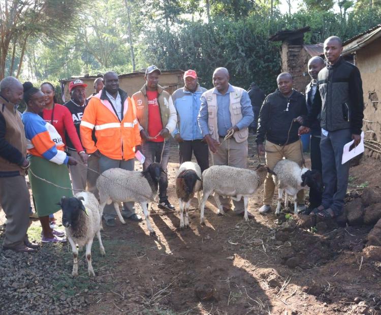 Some of the beneficiaries of Nakuru County Government’s livestock breeds improvement programme that is promoting rearing of Dorper Sheep breeds. 
